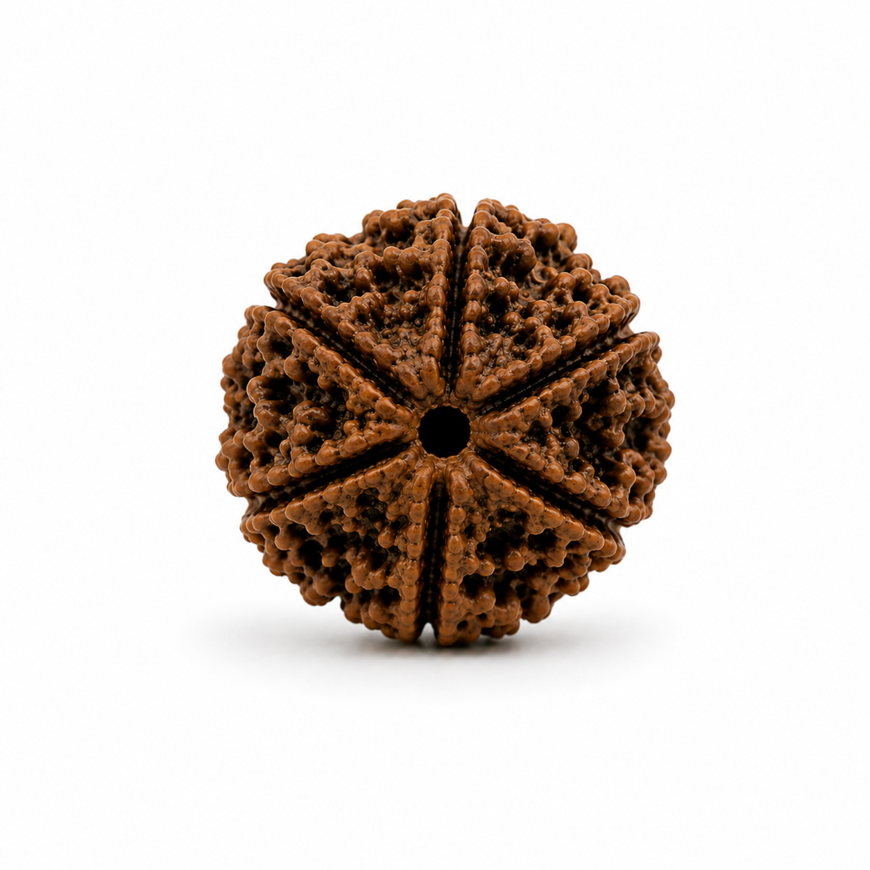 6 Mukhi Rudraksha ( Nepal Origin )